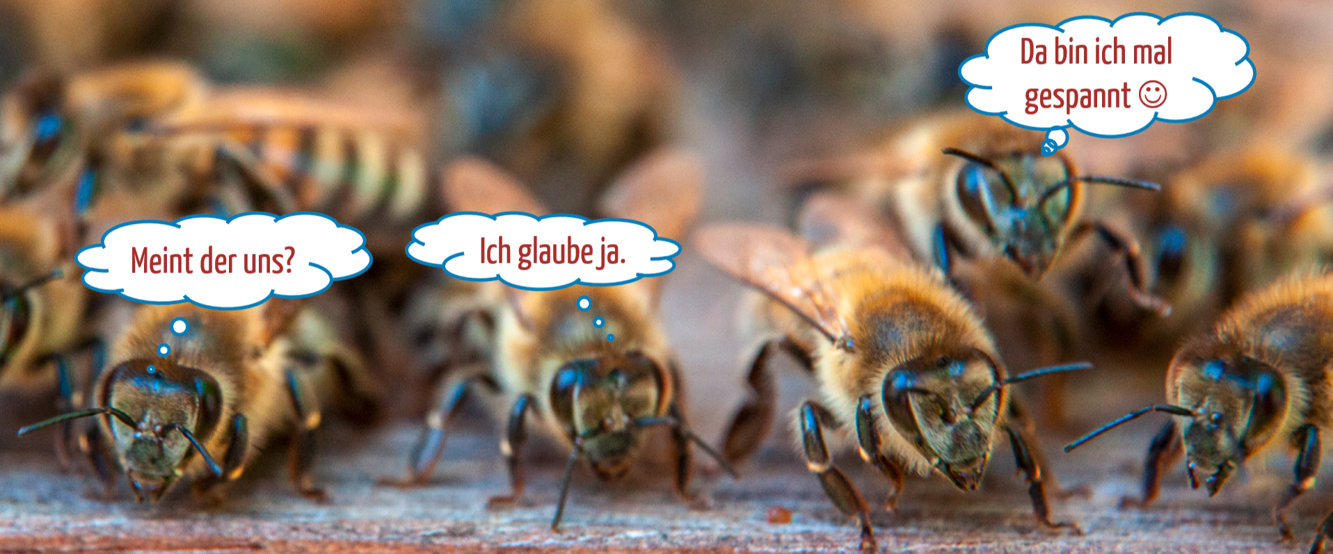 Seminar Faszination Honigbienen